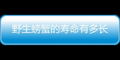 野生螃蟹的寿命有多长